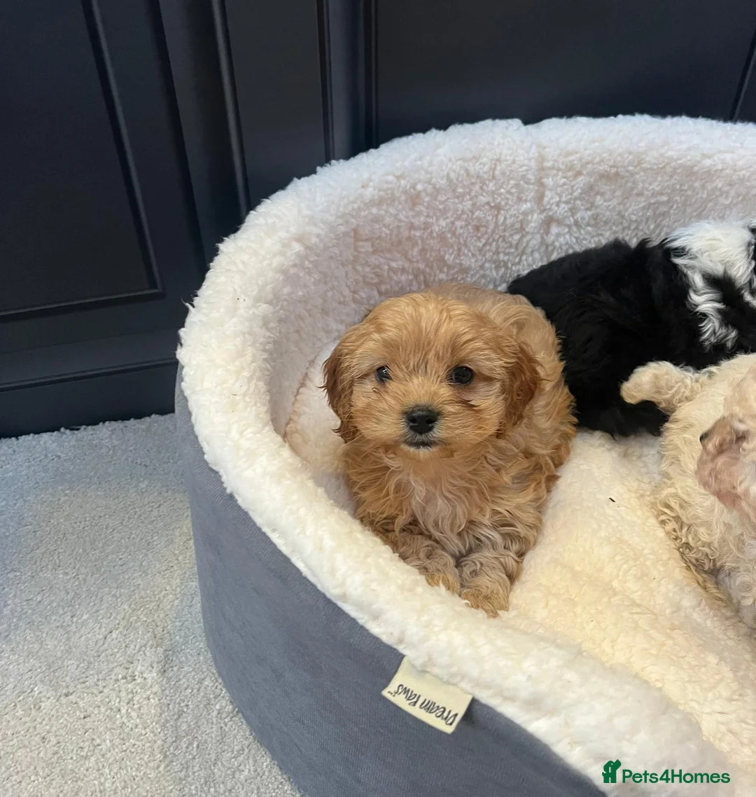 Cavapoo dogs for sale: Cavapoo puppy's  in Coventry - Advert 2