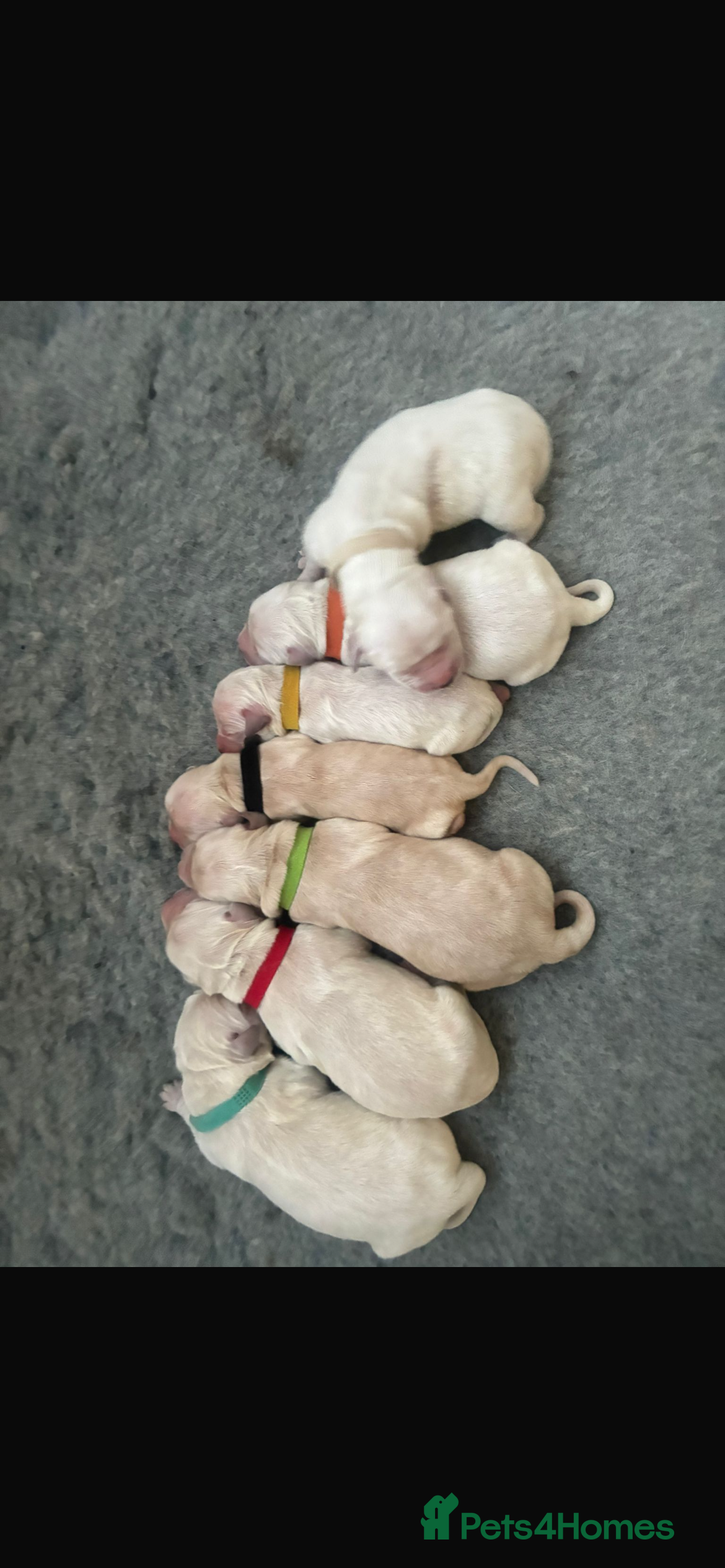 Golden Retriever dogs Last 2 golden retriever boys left  - Advert 6