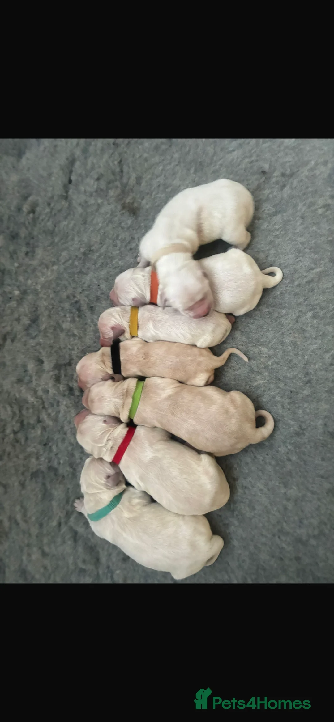 Golden Retriever dogs for sale: Last 2 golden retriever boys left  - Advert 1