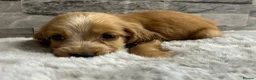Cocker Spaniel dogs for sale: Show cocker spaniel puppies  - Advert 19