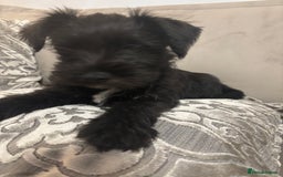 Miniature Schnauzer dogs for sale: Miniature Schnauzer puppies KC Reg - Image 2