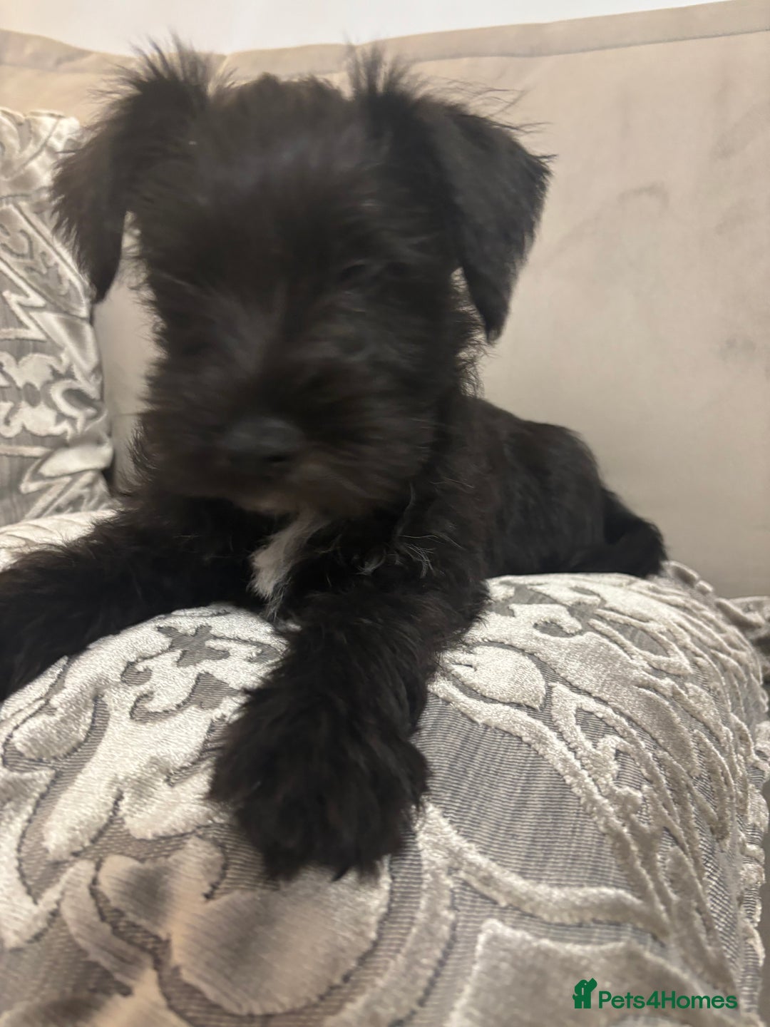 Miniature Schnauzer dogs for sale: Miniature Schnauzer puppies KC Reg - Image 2