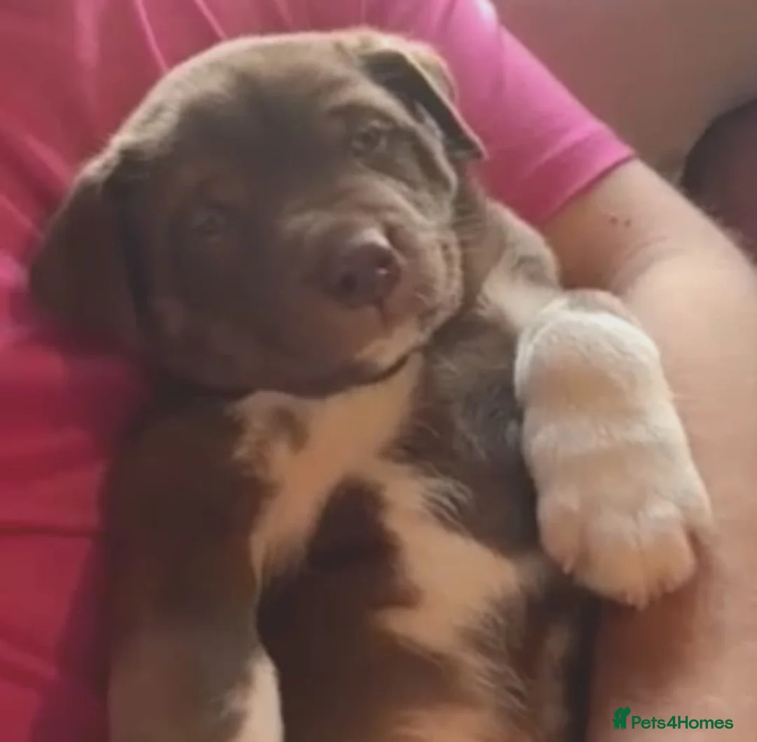 Mixed Breed dogs for sale: Pocket bulldog  Siberian husky x pocket pitskys - Advert 15