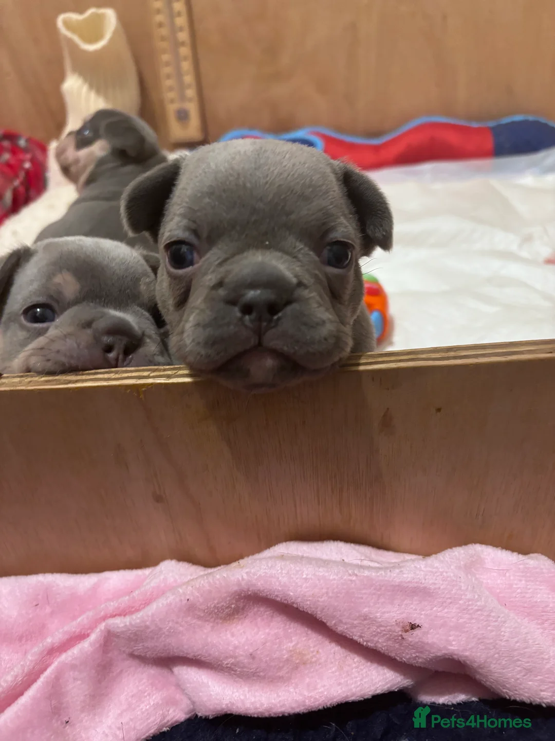 French Bulldog dogs for sale: French bulldog puppies - Advert 22