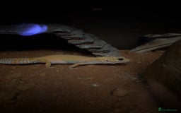 Gecko reptiles for sale: Female leopard gecko  - Image 1