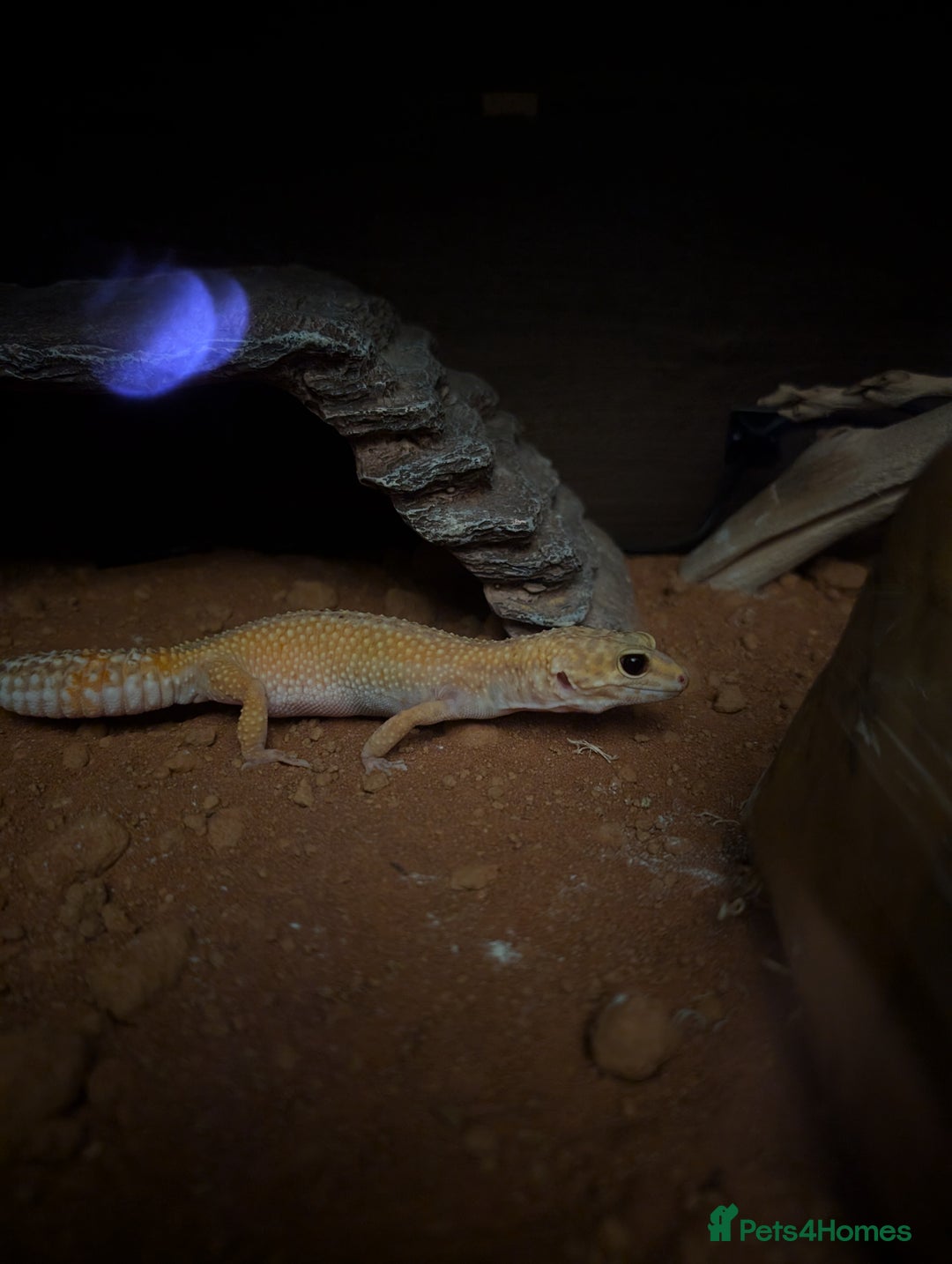 Gecko reptiles for sale: Female leopard gecko  - Image 1