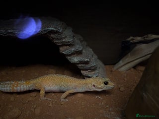 Gecko reptiles - Advert 1