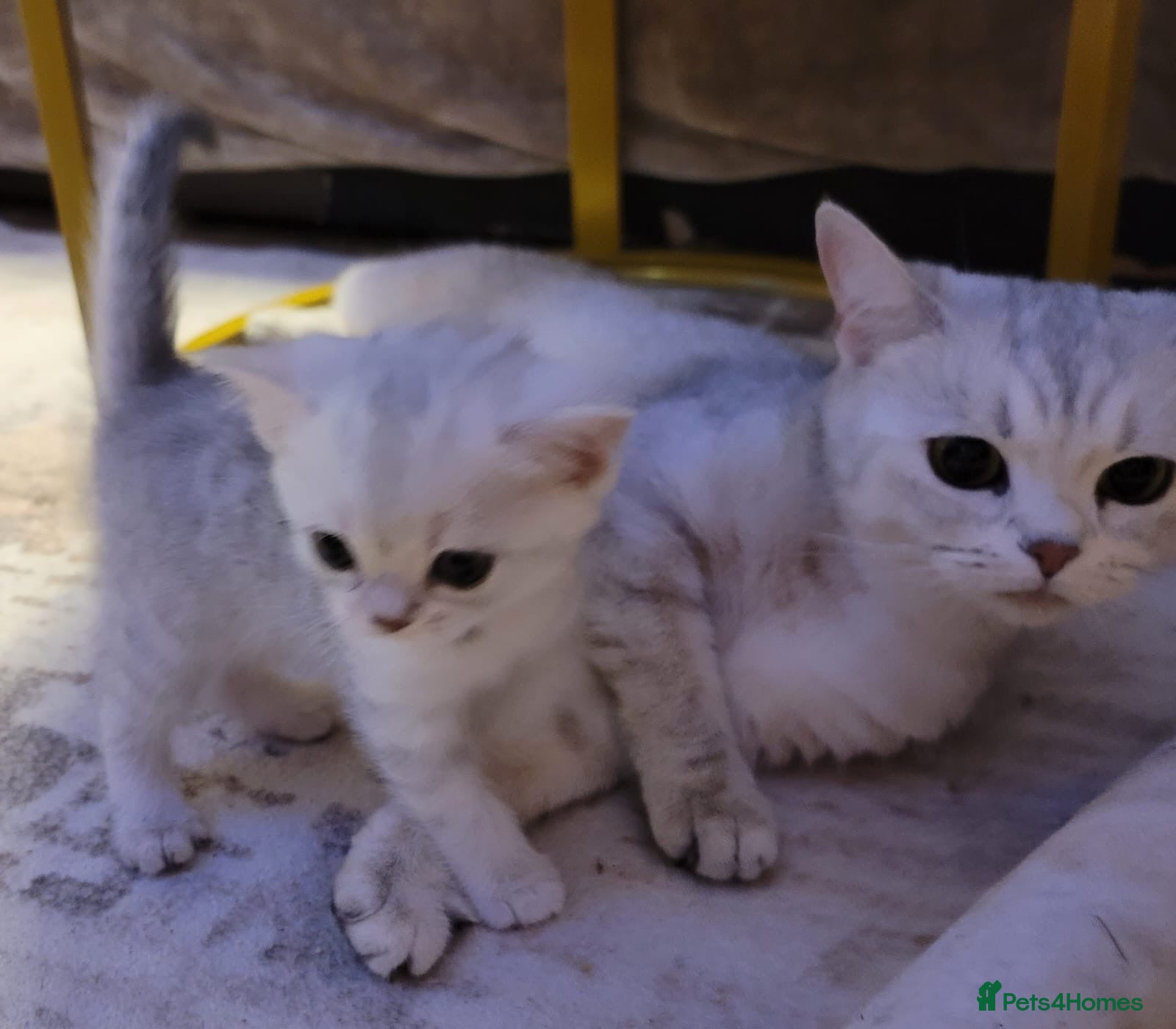 British Shorthair cats for sale: Beautiful kittens – 2 Boys & 2 Girls Ready Now  - Advert 1