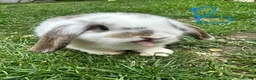 Mini Lop rabbits for sale: Mini Lop Rabbits For Sale  - Advert 5