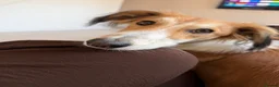 Mixed Breed dogs for sale: 7 month old Saluki X greyhound  - Advert 2