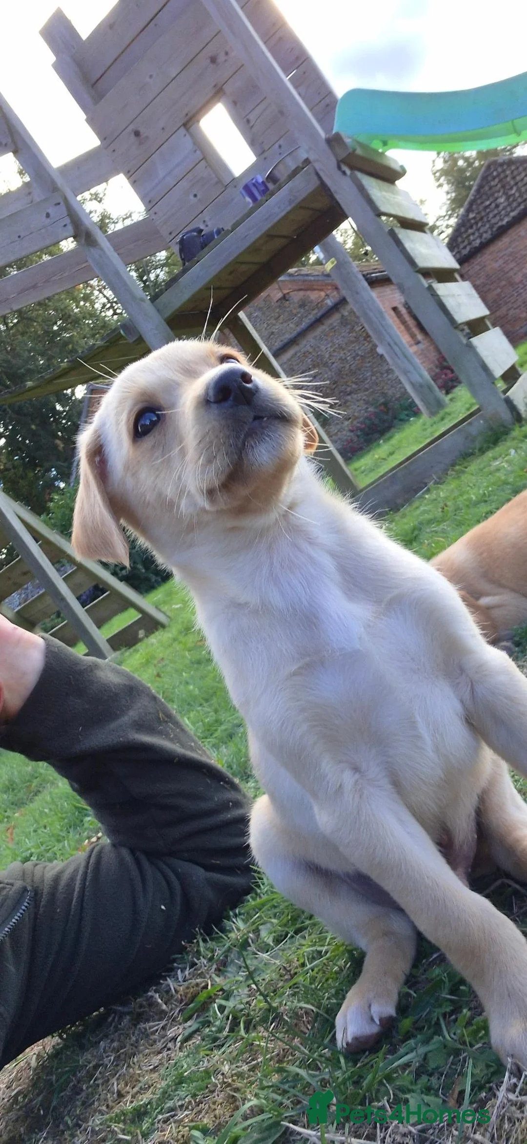 Springador dogs for sale: Springador puppies in Sandringham - Advert 2
