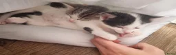 Domestic Shorthair cats for sale: Kittens for sale - Advert 10