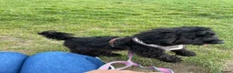 Cockapoo dogs for sale: Black Cockapoo female 11 months  in Gravesend - Advert 6