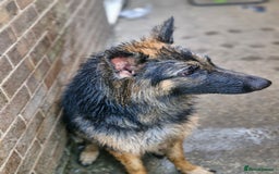 German Shepherd dogs for sale: Dolly - Image 2