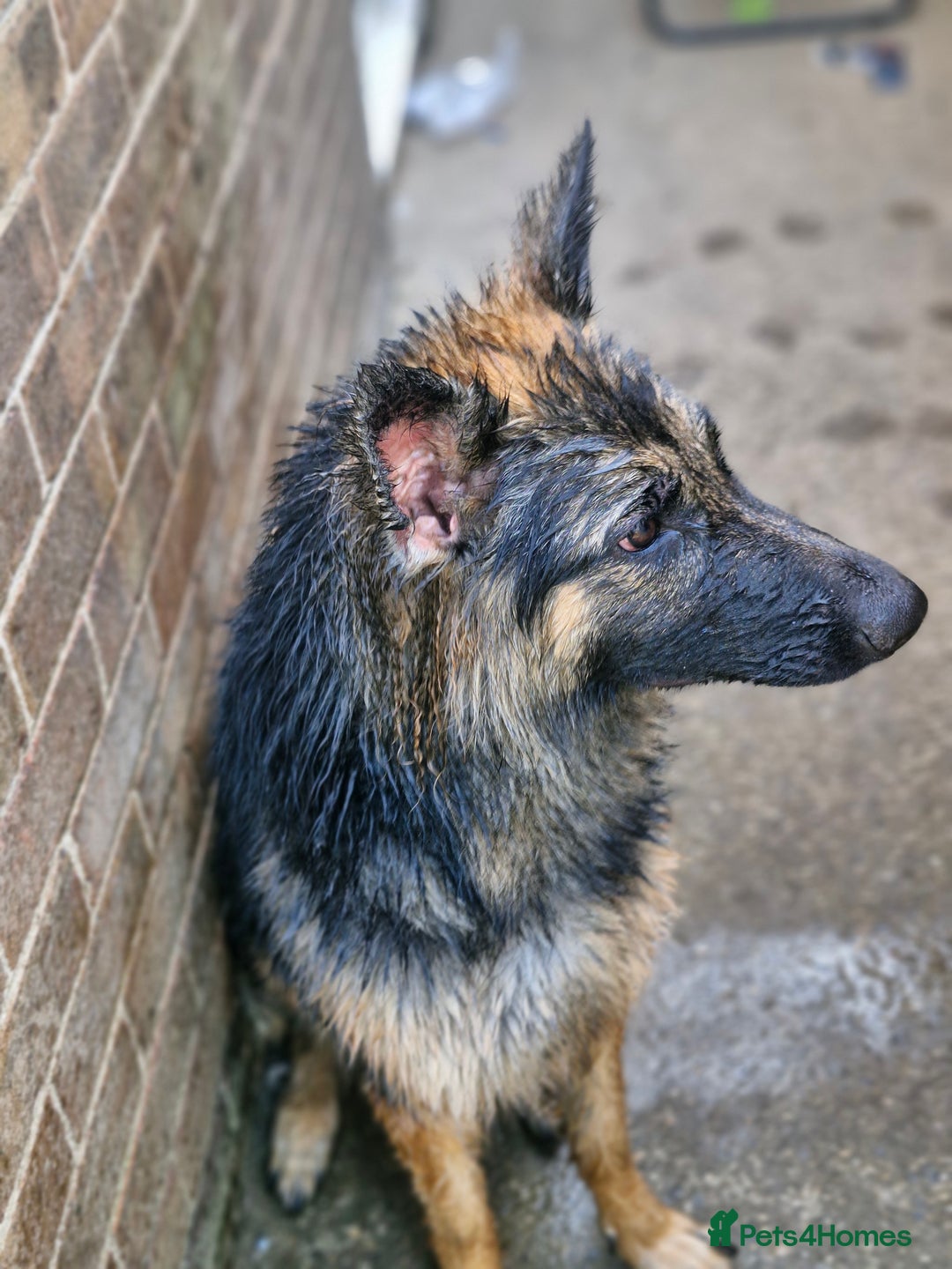 German Shepherd dogs for sale: Dolly - Image 2