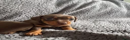 Miniature Dachshund dogs for sale: Chocolate and tan miniature dachshunds - Advert 6
