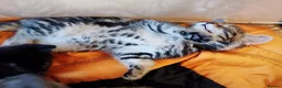 Mixed Breed cats for sale: 2 Stunning golden tabbys and cute black kitten  in Bristol - Advert 14