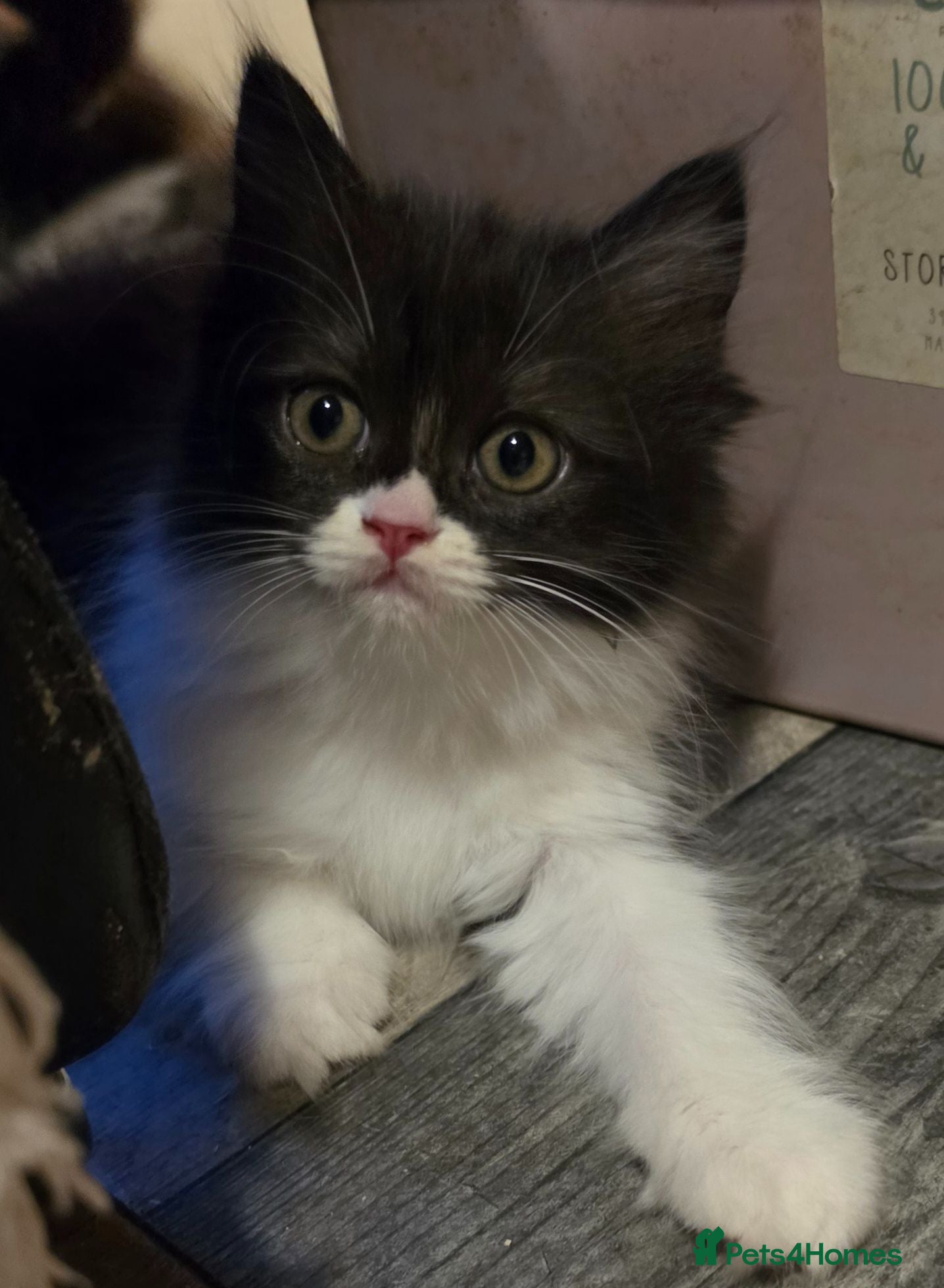 Persian cats Beautiful Ragdoll/Persian Kittens. - Advert 11