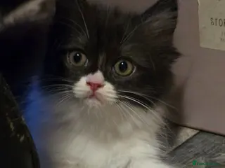 Persian cats Beautiful Ragdoll/Persian Kittens. - Advert 11