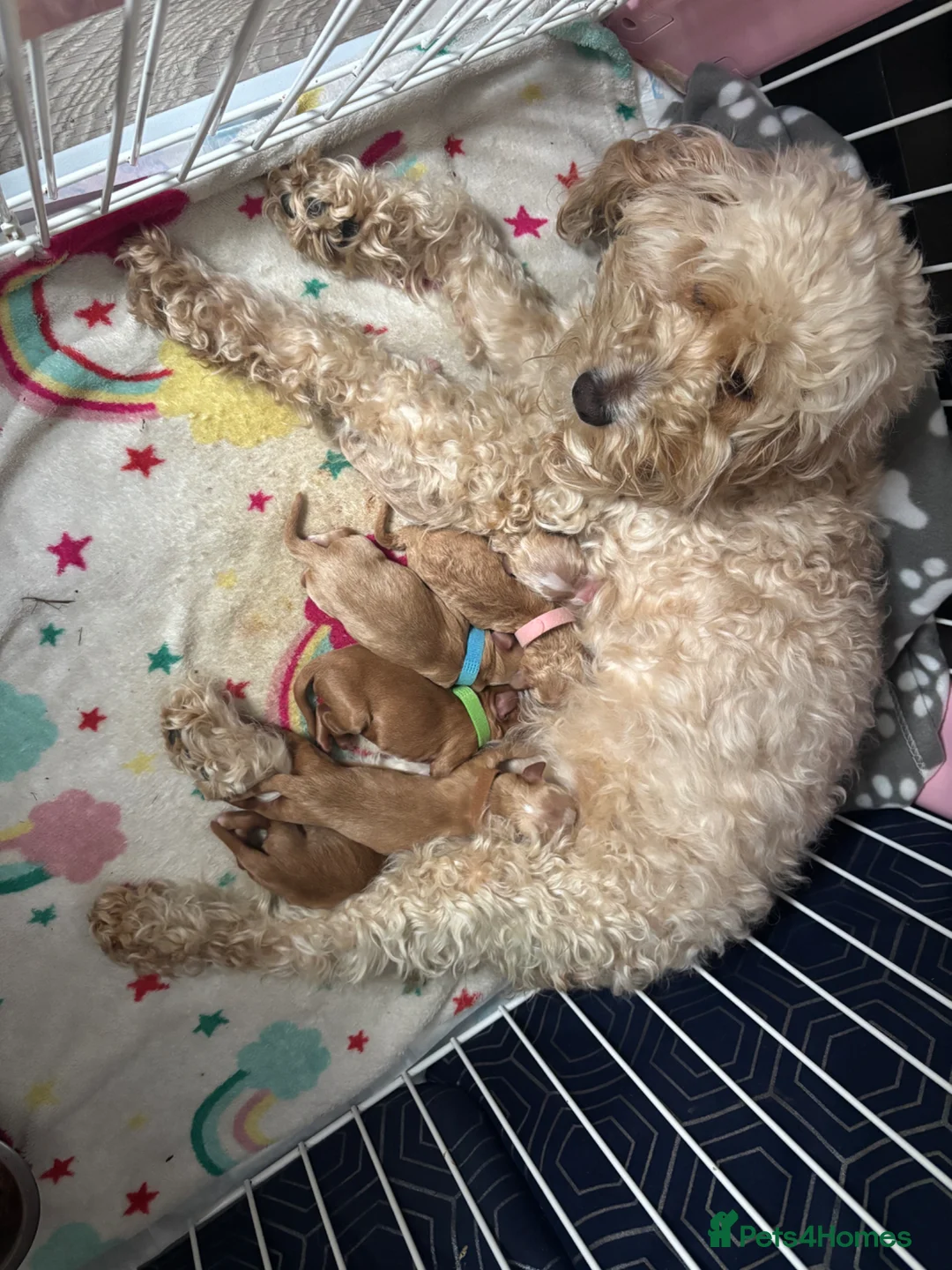 Cockapoo dogs for sale: F2 cockapoos  in Tonypandy - Advert 1