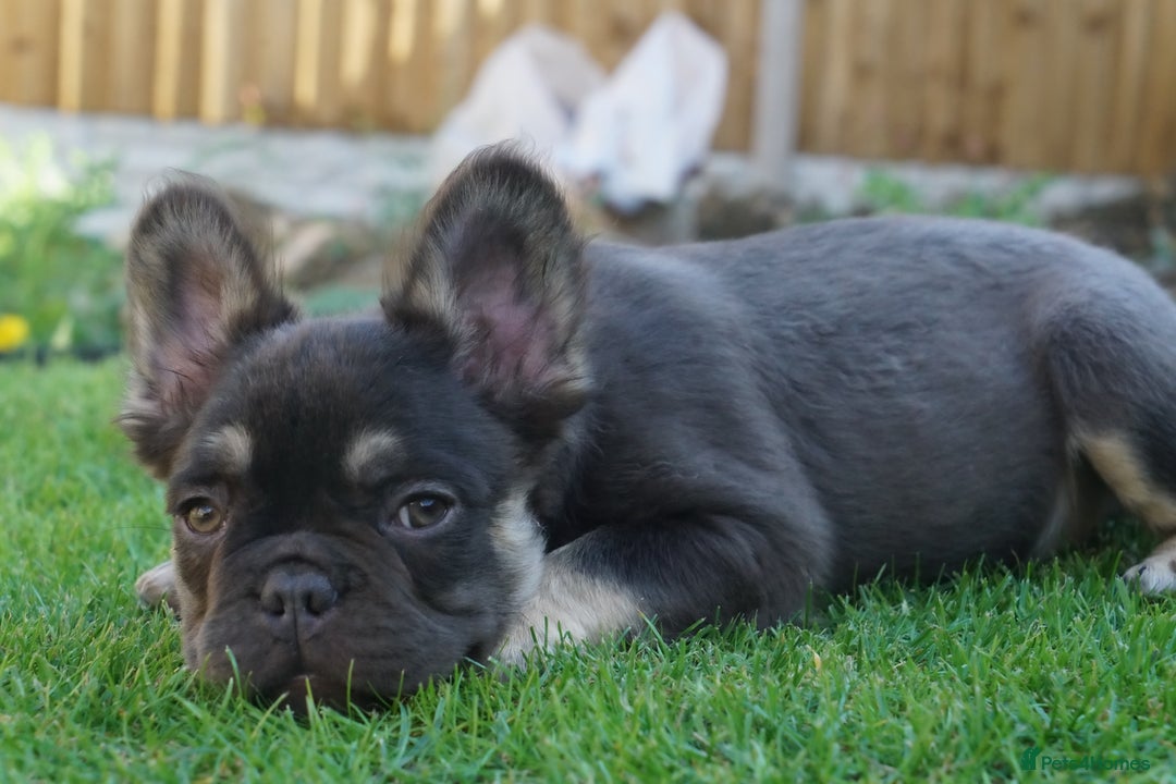 French Bulldog dogs for sale: Exceptional KC Fluffy French Bulldog Puppies - Image 15