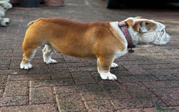 English Bulldog dogs for stud: Mr Belvedere English Bulldog available for stud in Carlisle - Image 5
