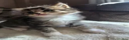 British Longhair cats for sale: Beautiful British long haired kittens - Advert 10