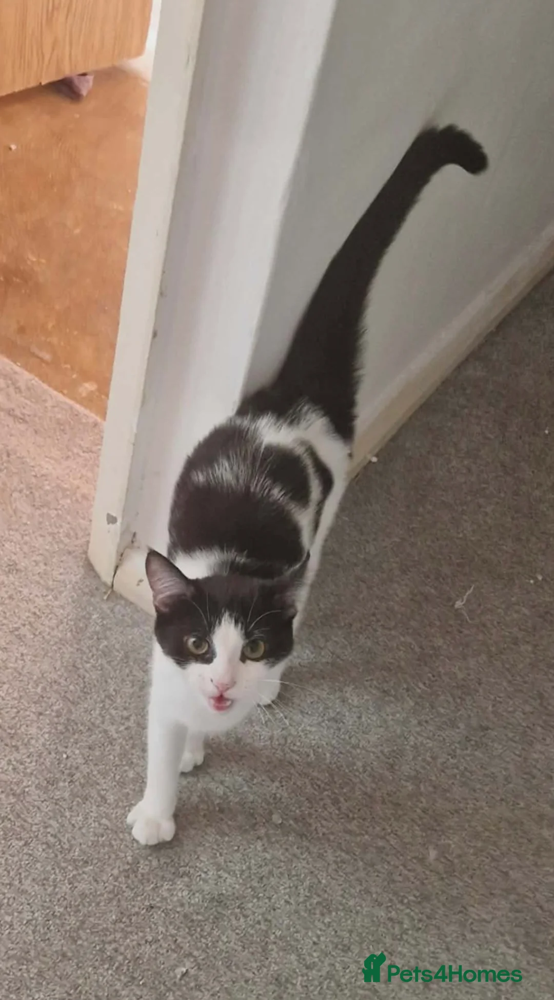 Mixed Breed cats for sale: 2 female kittens in Pontefract - Advert 1