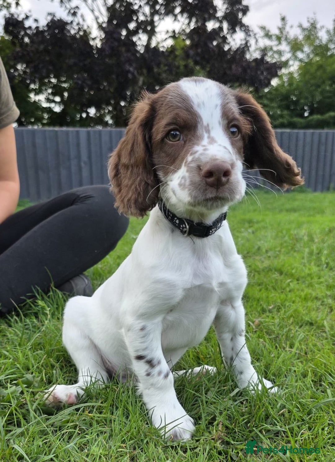English Springer Spaniel dogs for sale: Unusually marked pups, heart of gold,health tested - Image 4