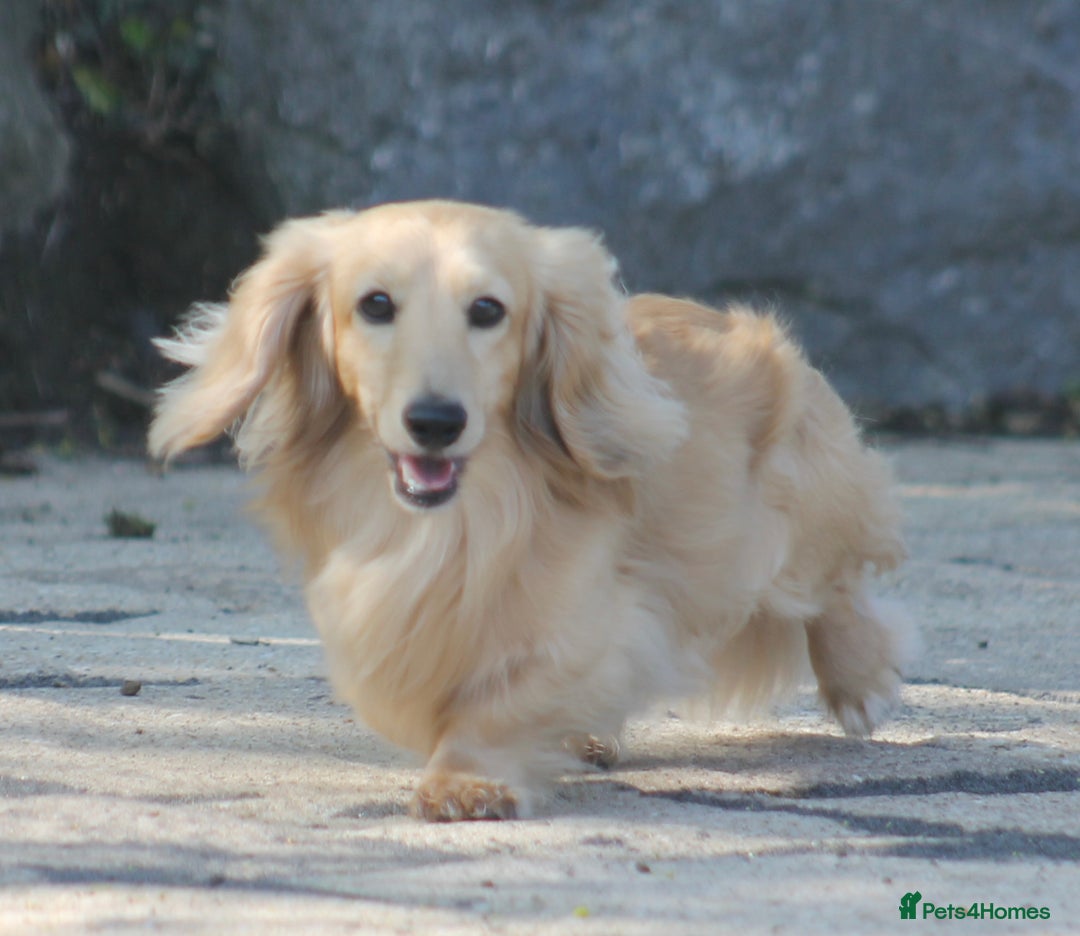 Miniature Dachshund dogs for stud:  Cream i/i long haired Miniature Dachshund  in Newton Abbot - Advert 27