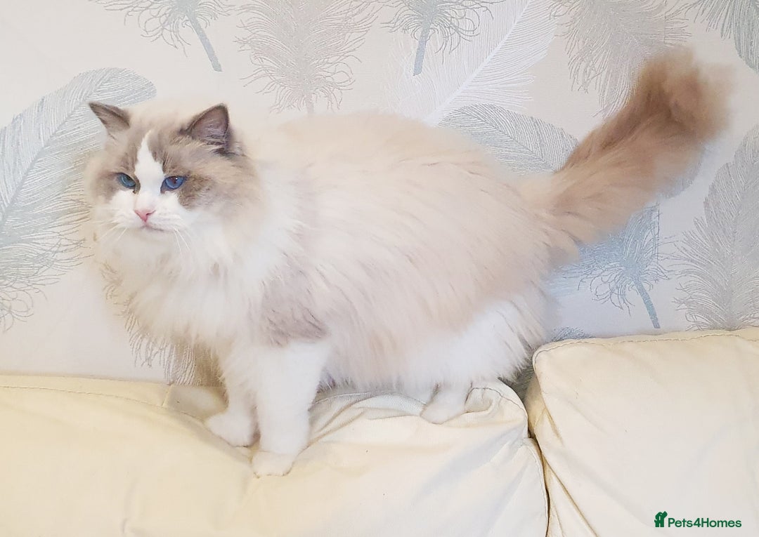 Ragdoll cats for stud: GCCF/TICA register, EU Ragdoll CHAMPIONSHIP STATUS in London - Image 3