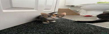 American Shorthair 2