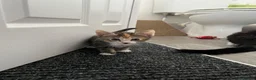 American Shorthair cats for sale: 2 tabby kittens - Advert 2