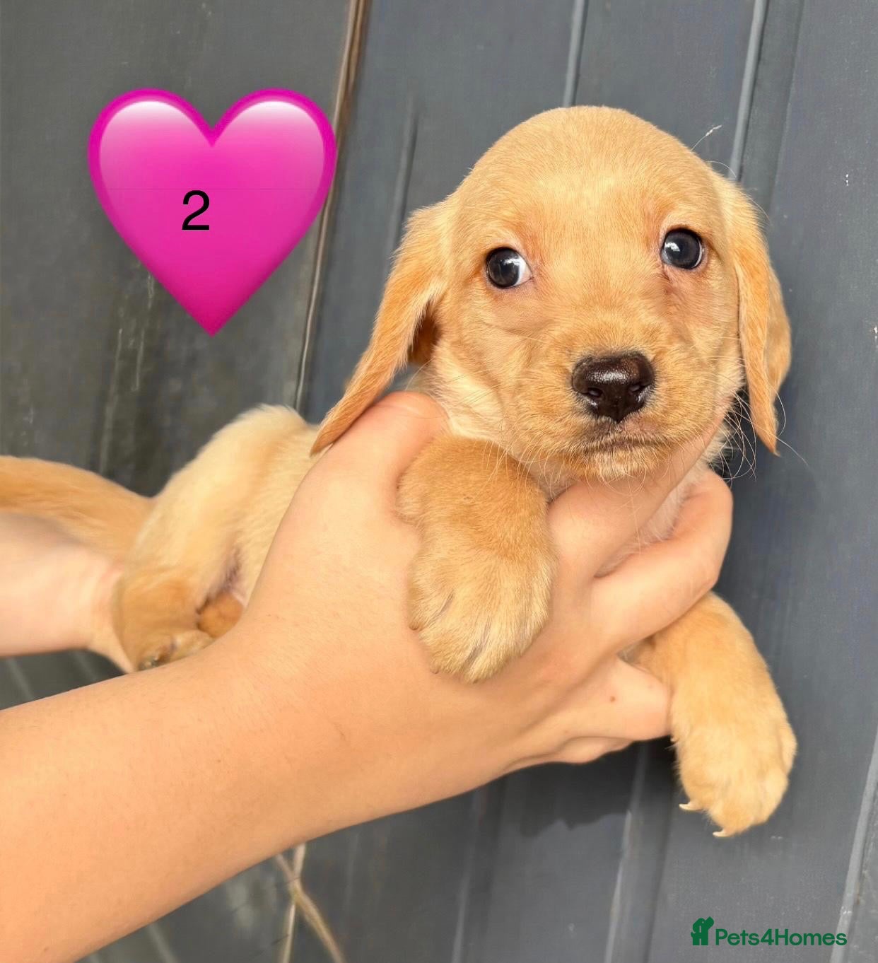 Cockerdor dogs DNA health tested golden Cockerdor pups - Advert 2