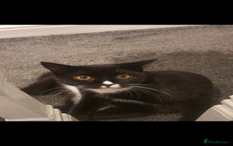 British Shorthair cats for sale: Kitten for Sale  - Image 1