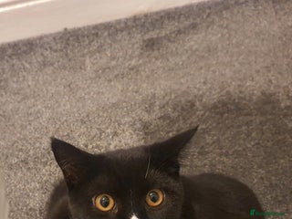 British Shorthair cats - Advert 29