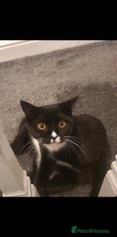 British Shorthair cats - Advert 13