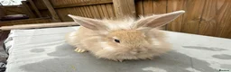 Mixed Breed rabbits for sale: 🐰 8 Adorable Mixed-Breed Bunnies - Advert 3