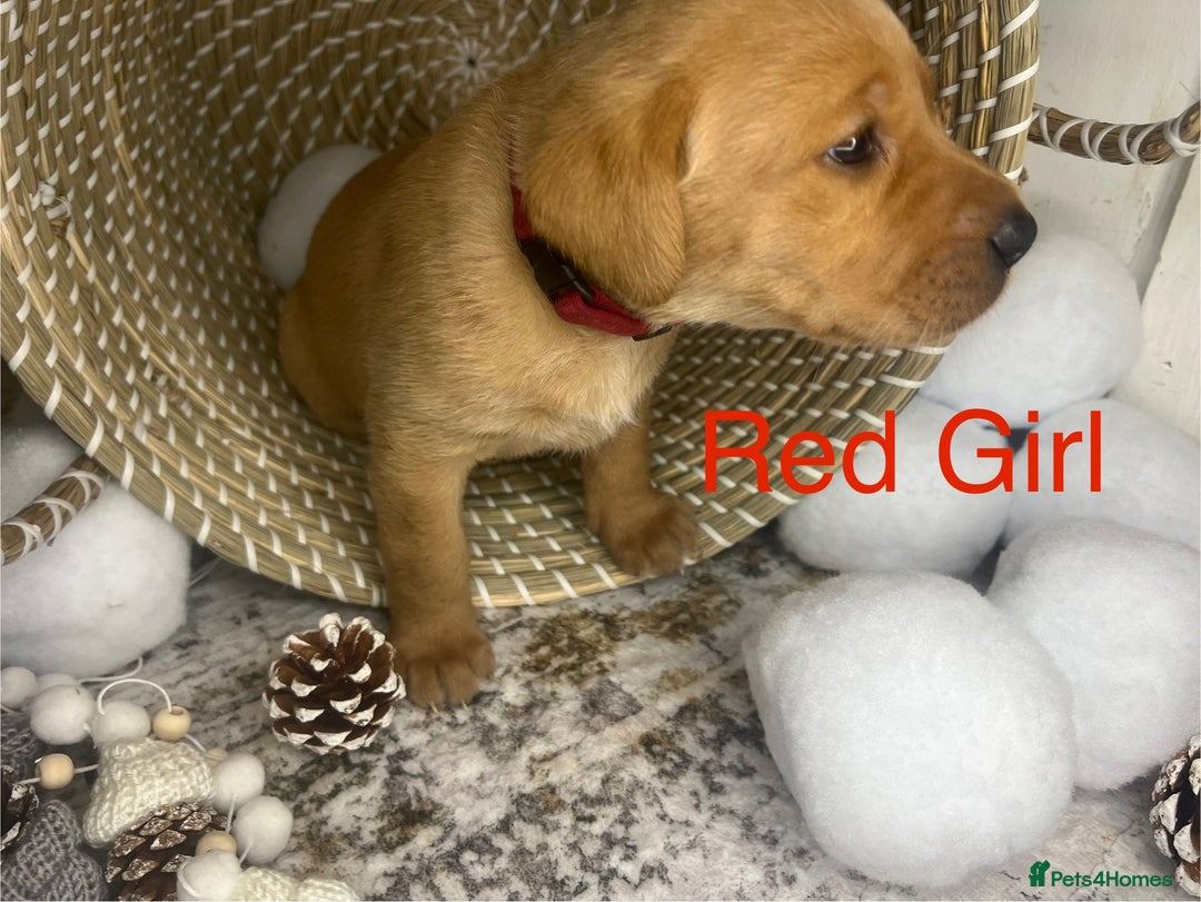 Labrador Retriever dogs for sale: Champion line KC reg dark Red Fox Yellow Labrador  - Advert 3