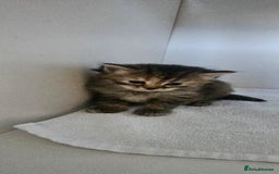 Turkish Angora cats for sale: Turkish Angora kittens - Image 12