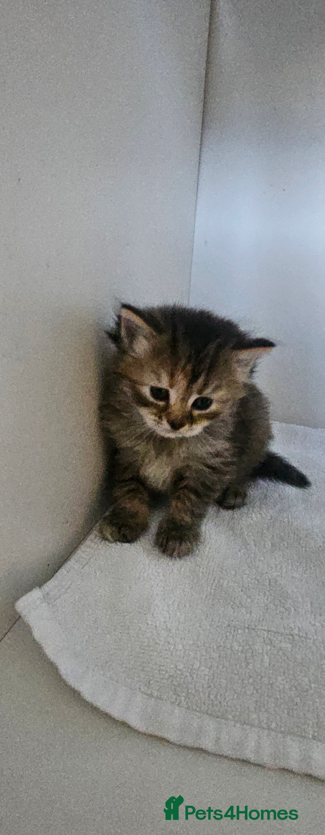 Turkish Angora cats for sale: Turkish Angora kittens - Image 12