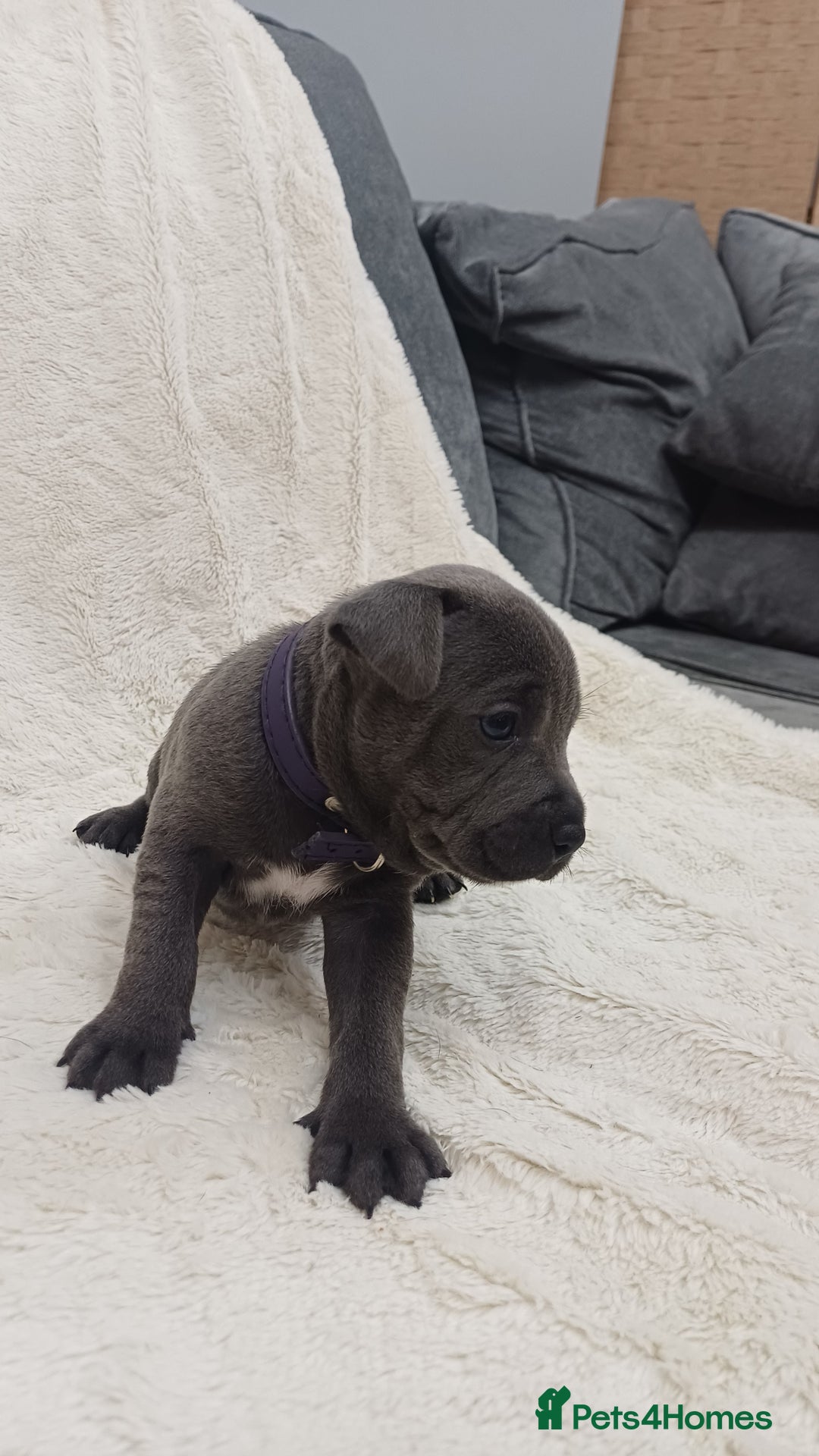 Staffordshire Bull Terrier dogs for sale: Beautiful blue staffy puppies  - Advert 6