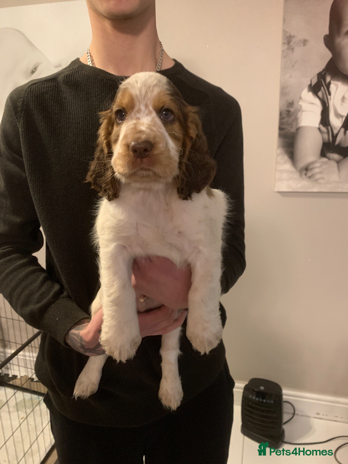 Cocker Spaniel dogs LAST 2 BOYS show x working cocker spaniels - Advert 14