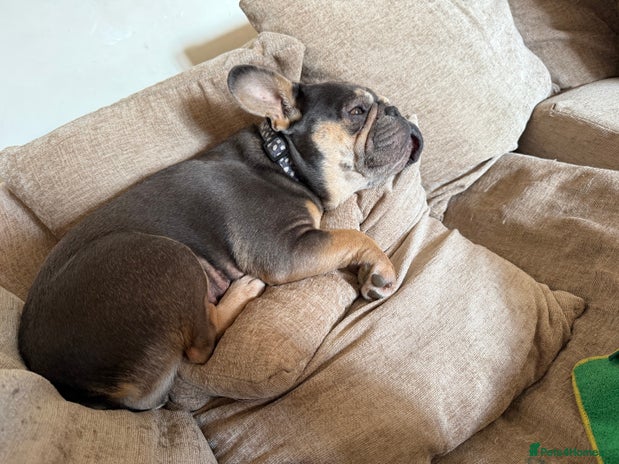 French Bulldog dogs - Advert 4