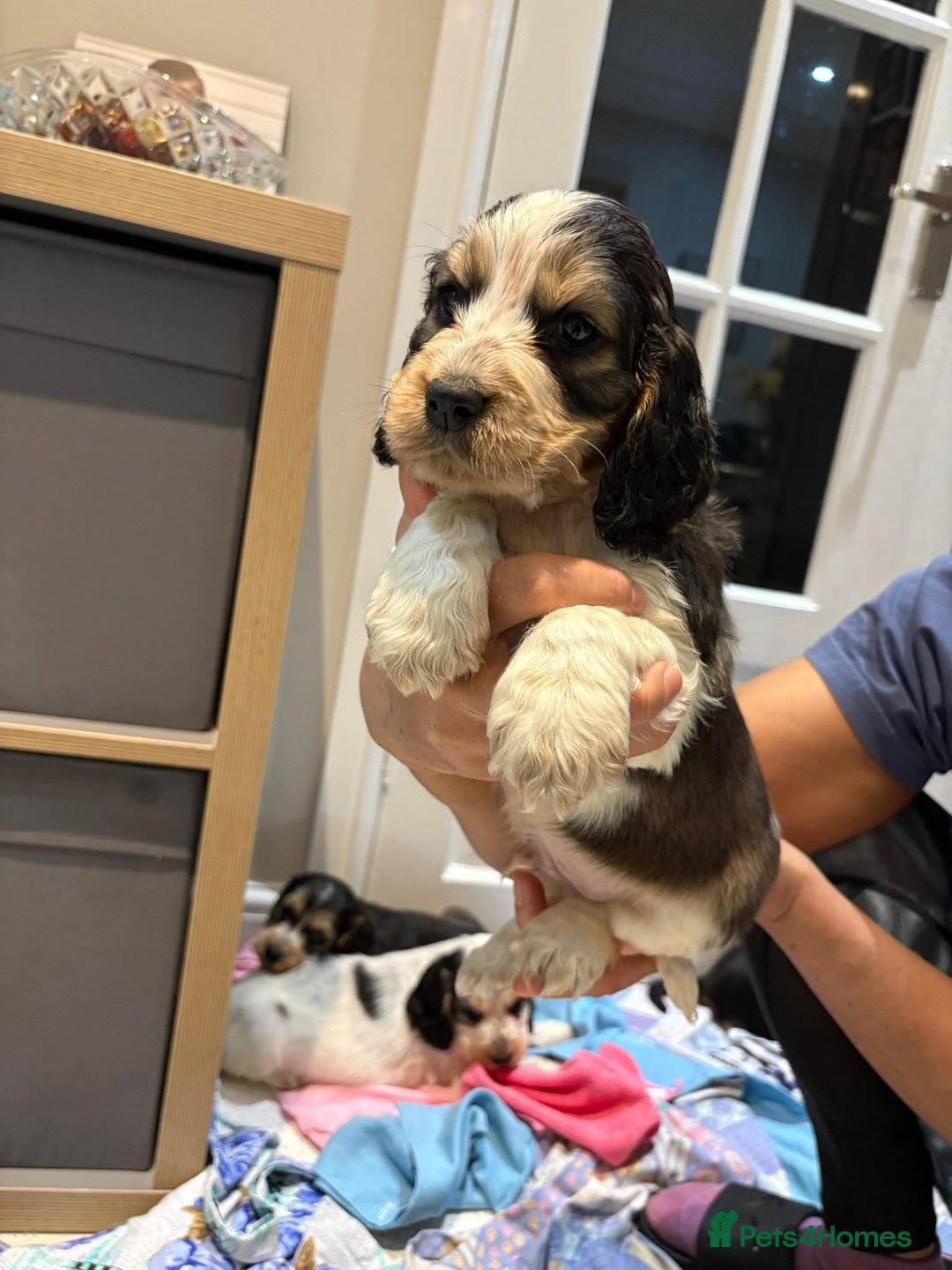 Cocker Spaniel dogs for sale: Pure show type KC reg DNA health test  - Advert 14