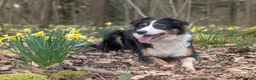Mixed Breed dogs for sale: Tri colour border collie/Golden retriever cross - Advert 11