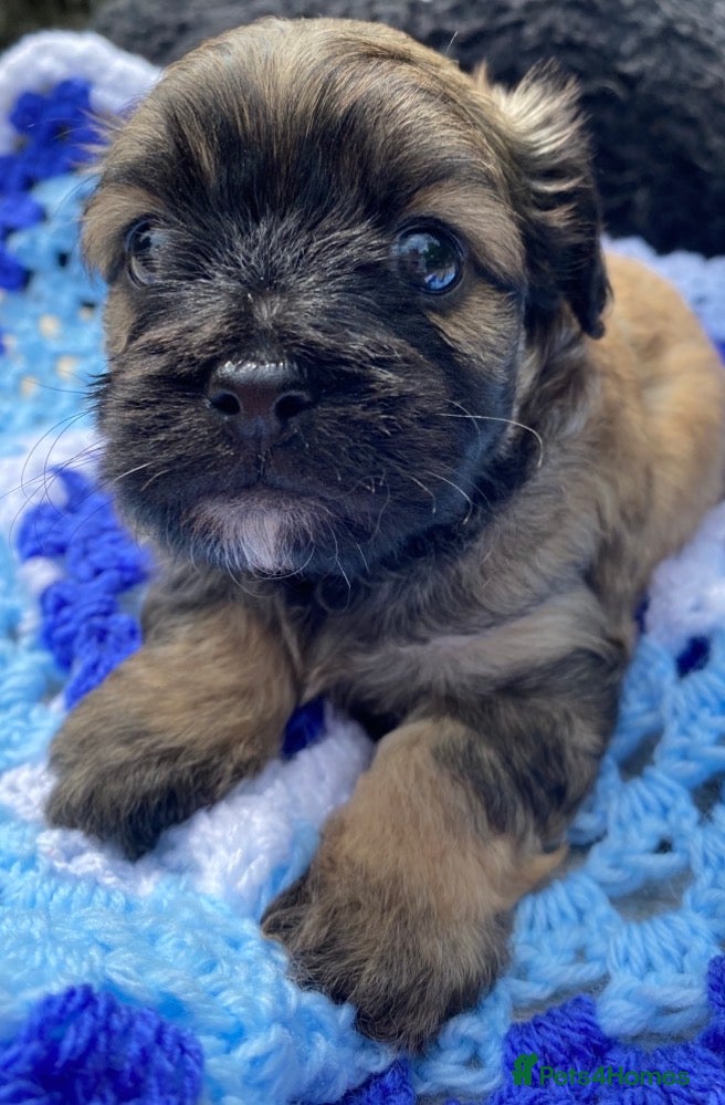 Mixed Breed dogs F1 Peekapoo puppies (Pekinese x Toy poodle) - Advert 16