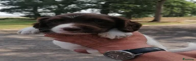 English Springer Spaniel 4
