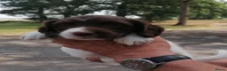 English Springer Spaniel dogs for sale: Beautiful springer spaniels - Advert 10