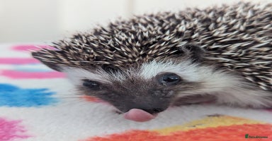 Pygmy Hedgehog rodents - Advert 14